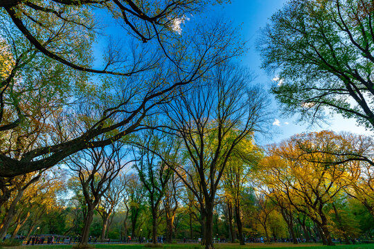 Colorful trees Central Park autumn