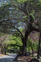 Fototapeta premium árbol de cherry blossom cerezo sakura o magnolia