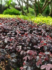 Jardín público