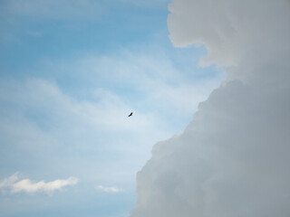 Bird Flying in the Sky with Several Clouds Nearby