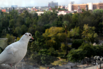 close-up view of bird with trees and vegetation in the background