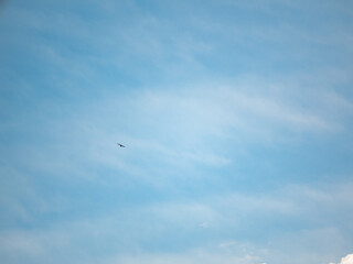 Bird Flying in the Sky with Several Clouds Nearby
