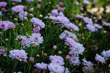flores en unitario de colores vivos en primavera en patio de campo cordoba argentina