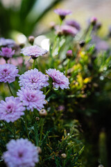 flores en unitario de colores vivos en primavera en patio de campo cordoba argentina