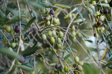 olives on tree