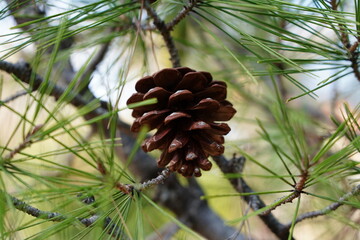 pine cones on the tree