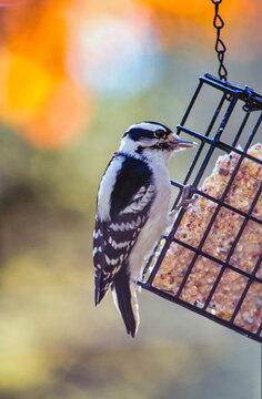 Downy woodpecker  perches on a suet feeder