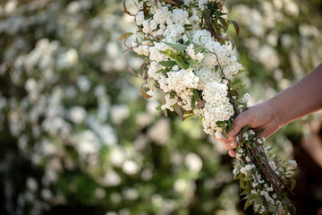 Single hand holding bunch of white flowers with actual shrub in background. Reeve's spiraea.