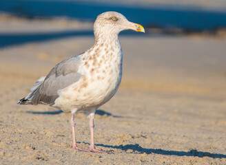 Seagull on the Beach