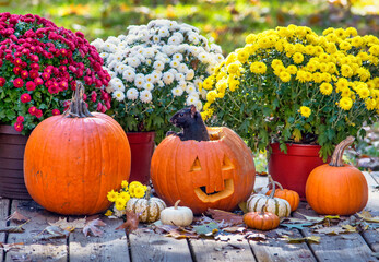 Black squirrel in a smiling  jack o lantern makes a great Halloween display