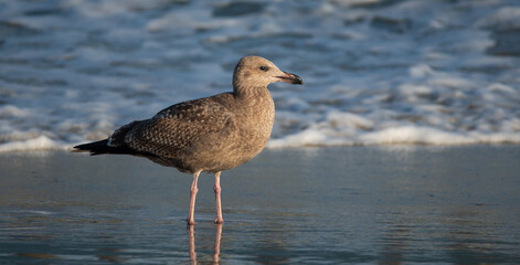 Seagull on the Beach