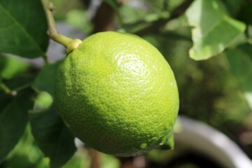 鉢植えのライム　成長中　新鮮　楽しみ　秋の日