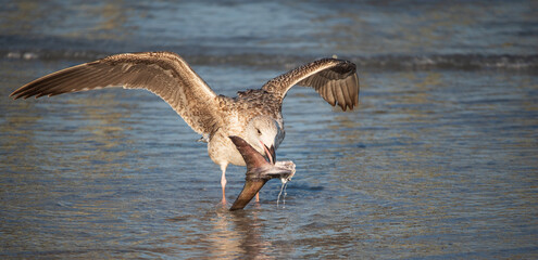 Seagull at the beach