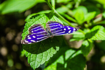Mariposa Morada con fondo de naturaleza verde