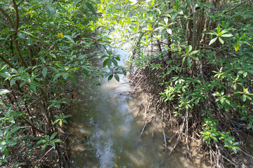 Fototapeta premium Mangrove trees in the forest, mangrove forest