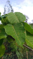 green leaves against sky