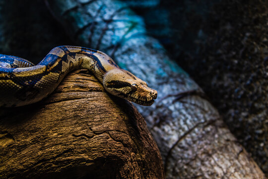 Reticulated Python, python reticulatus, Adult