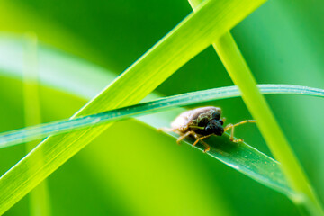 Insect