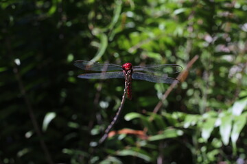 dragonfly on a branch