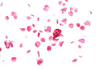 Pink roses flower head and petals isolated on white decorative romantic wedding card background