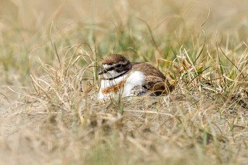 Double-banded Dotterel in New Zealand