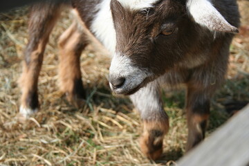Fototapeta premium goat on the farm
