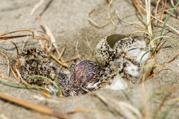 Double-banded Dotterel in New Zealand