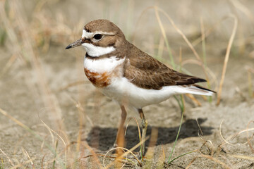 Double-banded Dotterel in New Zealand