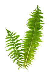 Forest fern plants leaves isolated on white concept background