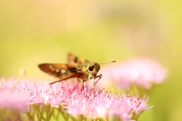 Parnara guttata Bremeret Grey, Rice skipper butterfly