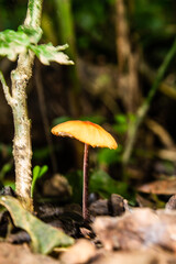 Hongos en medio del bosque