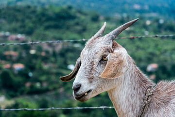 Mountain goat
