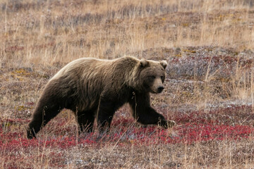 Grizzly bear walking along the tundra in Denali National Park