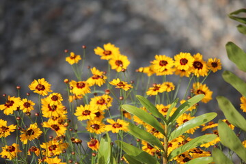 beautiful yellow flowers in the garden