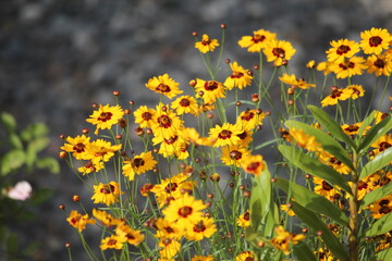 beautiful yellow flowers in the garden