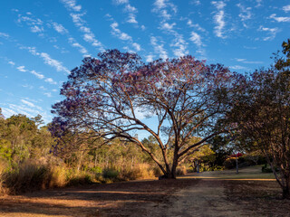 Jacaranda Flowering in Brisbane Springtime