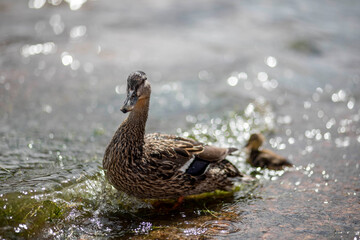 mom and baby duck