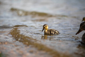 Baby duck