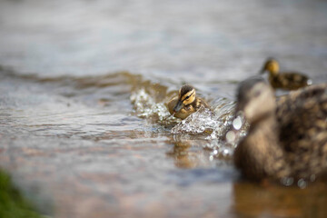 baby duck riding the waves