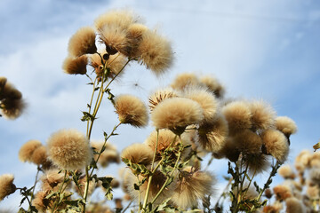 A close up image of the fluffy bull thistle seeds in late autumn. 