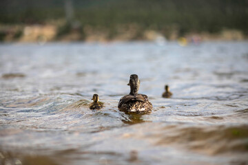 mom and ducklings swimming away
