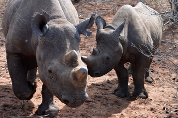 rhino in the wild