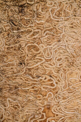 drawing made by the insect the emerald ash borer under the bark of a mature tree