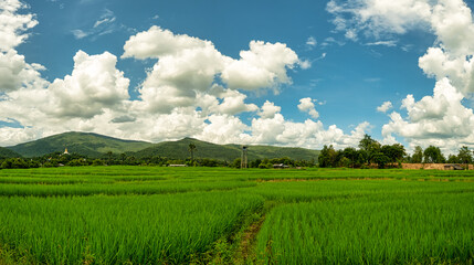 Fototapeta na wymiar The beauty of nature in the rice field. Paddy field landscape.