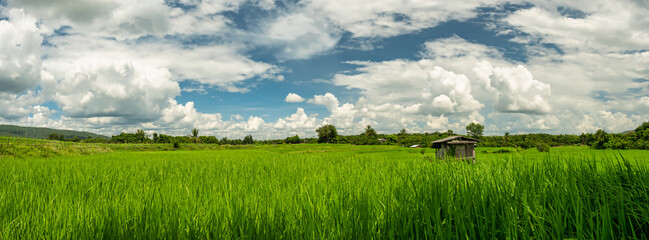 Beautiful rice field and cloud sky