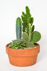 Small cactus with thorns in a pot on white background