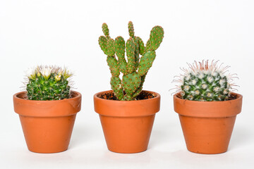Petit cactus avec des épines dans un pot sur fond blanc