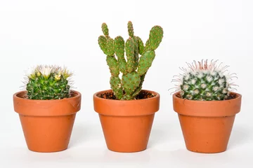 Photo sur Aluminium Cactus en pot Petit cactus avec des épines dans un pot sur fond blanc