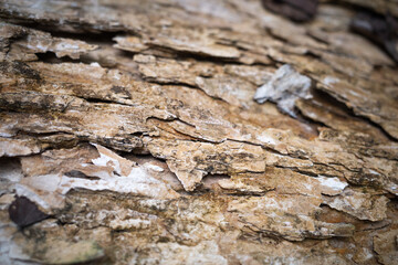 Old bark in closeup blurred at the edge