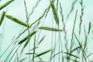 Green spike of young rye on field
